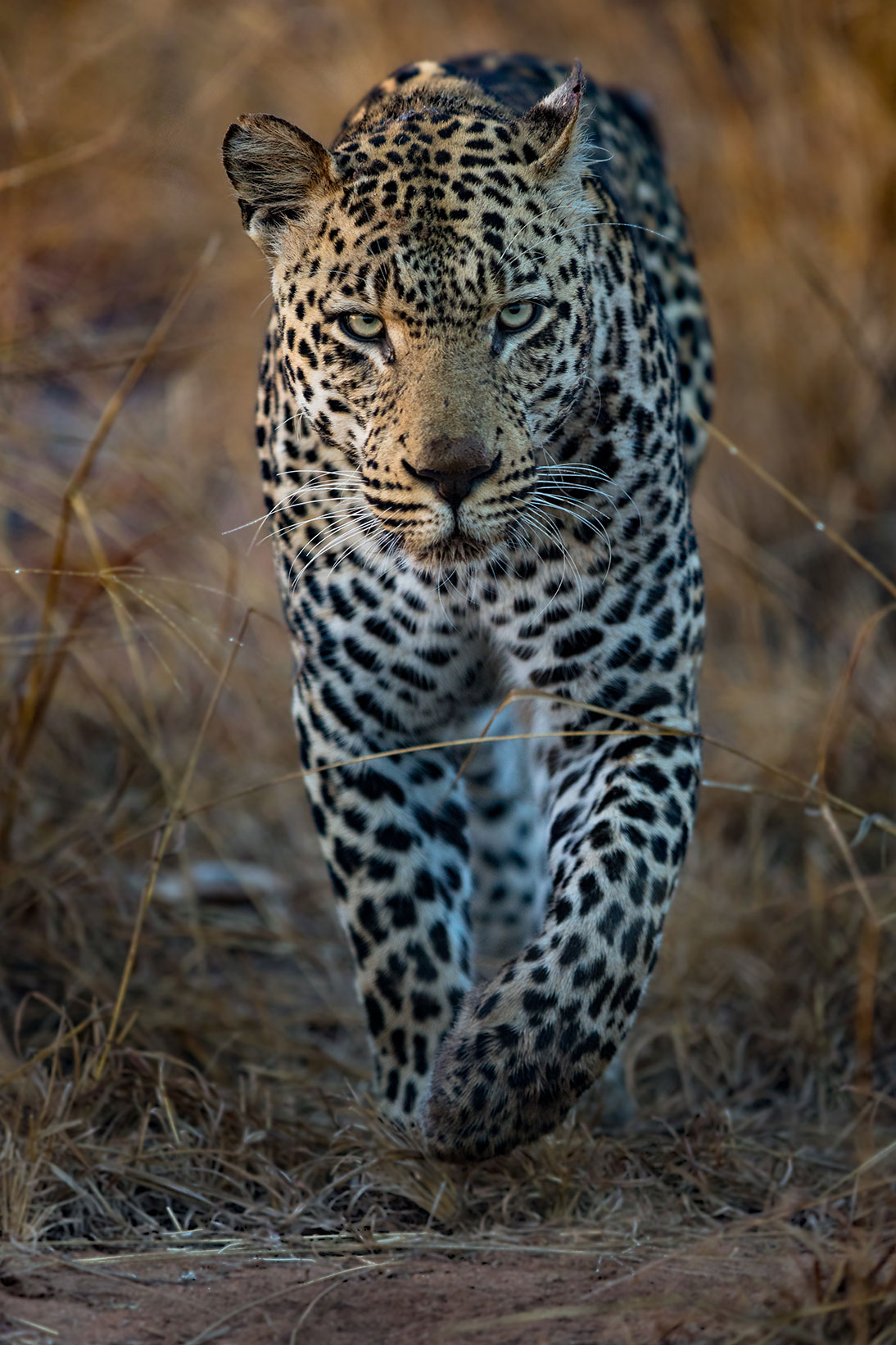 How to Track a Leopard - Kevin Richardson Foundation