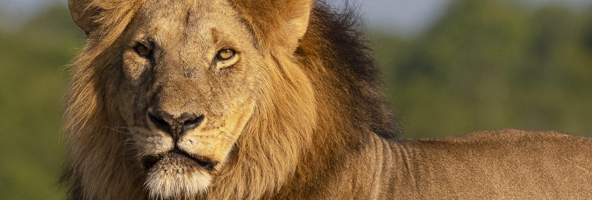 lion2-dinokeng